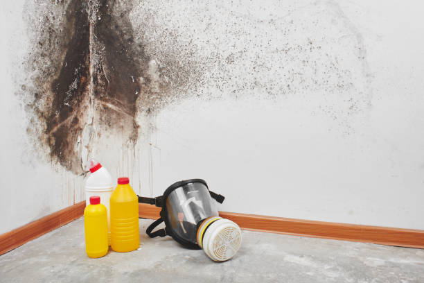 Best Black Mold Removal  in Montgomery, GA