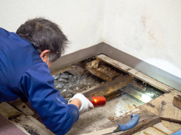 Mold Removal Process in Montgomery, GA