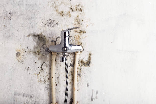 Best Mold Removal Process  in Montgomery, GA