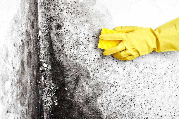  Montgomery, GA Mold Removal Pros