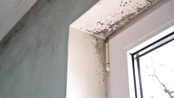 Best Local Mold Removal Service  in Montgomery, GA