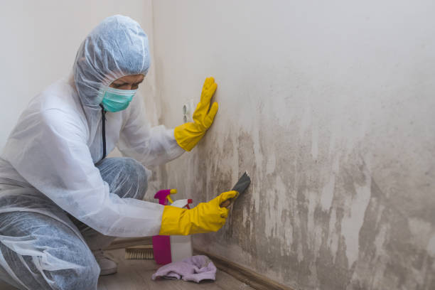 Certified Mold Removal in Montgomery, GA