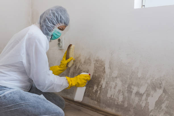 Best Certified Mold Removal  in Montgomery, GA