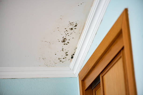Mold Testing and Removal in Montgomery, GA