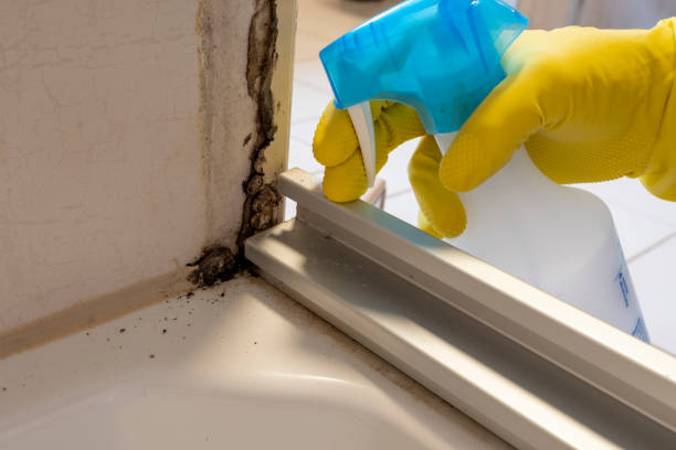 Attic Mold Removal in Montgomery, GA