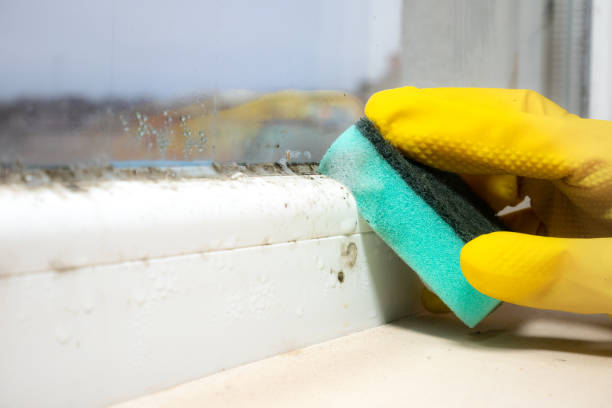 Best Commercial Mold Removal  in Montgomery, GA